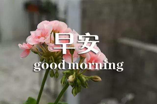 问候早安正能量的优美句子,真诚的友谊早安问候最新