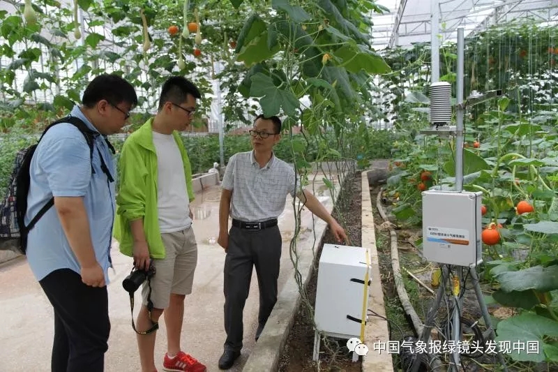 靠这些奇特“果果”也能致富？科技扶贫如有神助！