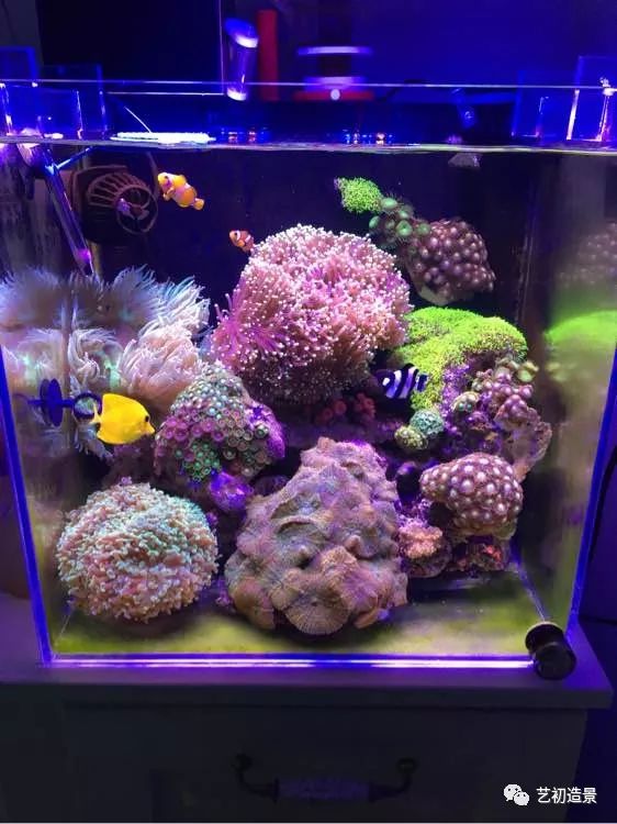 海缸方缸最合适的尺寸,超大海缸开缸教程新手入门