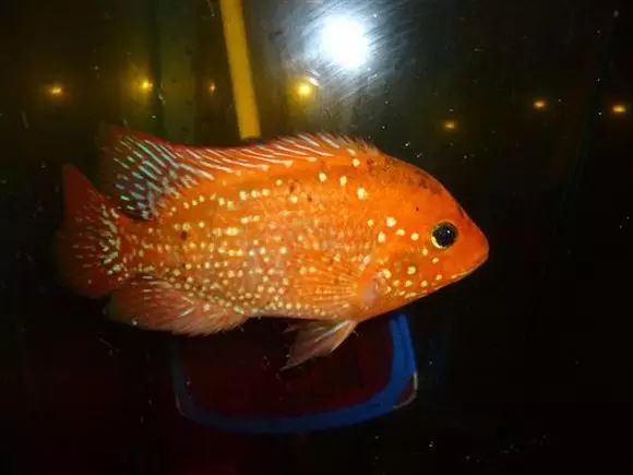 闆岄泟楸肩殑姝ｇ‘閰嶅鏂规硶,绉嶉奔濡備綍閰嶅