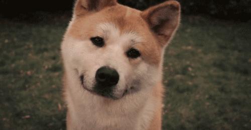 那些催人泪下的狗狗电影大盘点,介绍几个好看的关于狗狗的电影