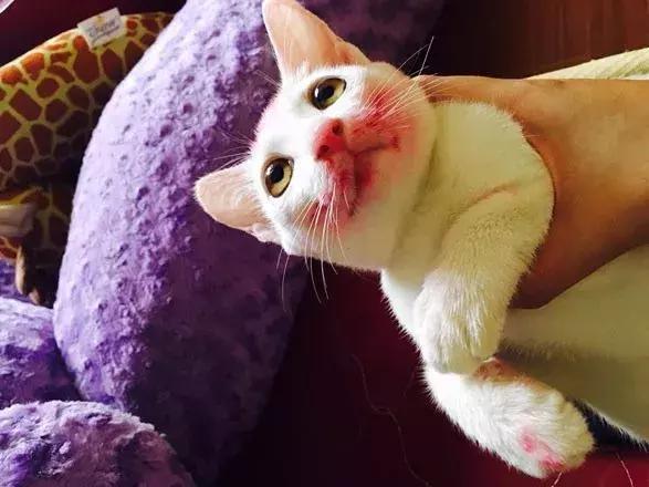 猫咪对主人发狠攻击状态怎么办,猫咪对主人发狠攻击可以打吗