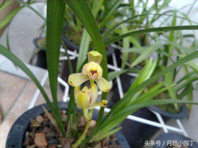 兰花得了拉丝病怎么办？10年老兰友说，两个动作，照样开花香十里