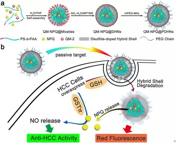 AdvMat封面:华东理工大学NO纳米药物实现高效低毒癌症治疗