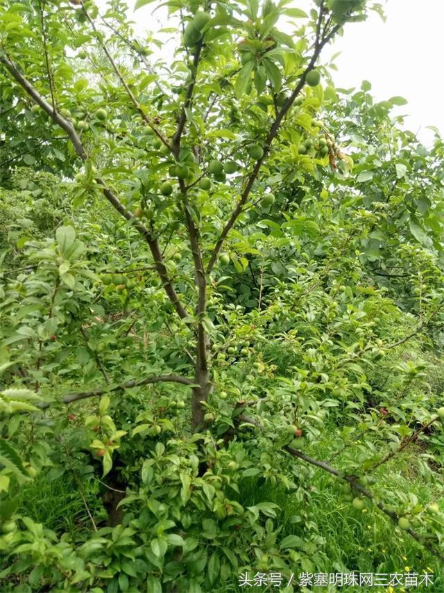 梨木台风景区顺缘农家院,天津蓟县梨木台顺鑫缘农家院