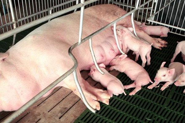 母猪不孕的原因有哪些,母猪屡配不孕的原因及解决方案