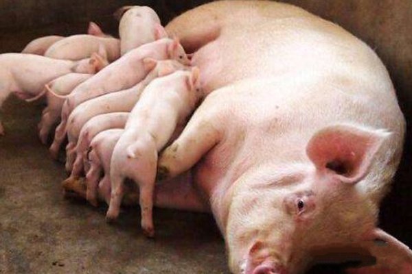 母猪不孕的原因有哪些,母猪屡配不孕的原因及解决方案