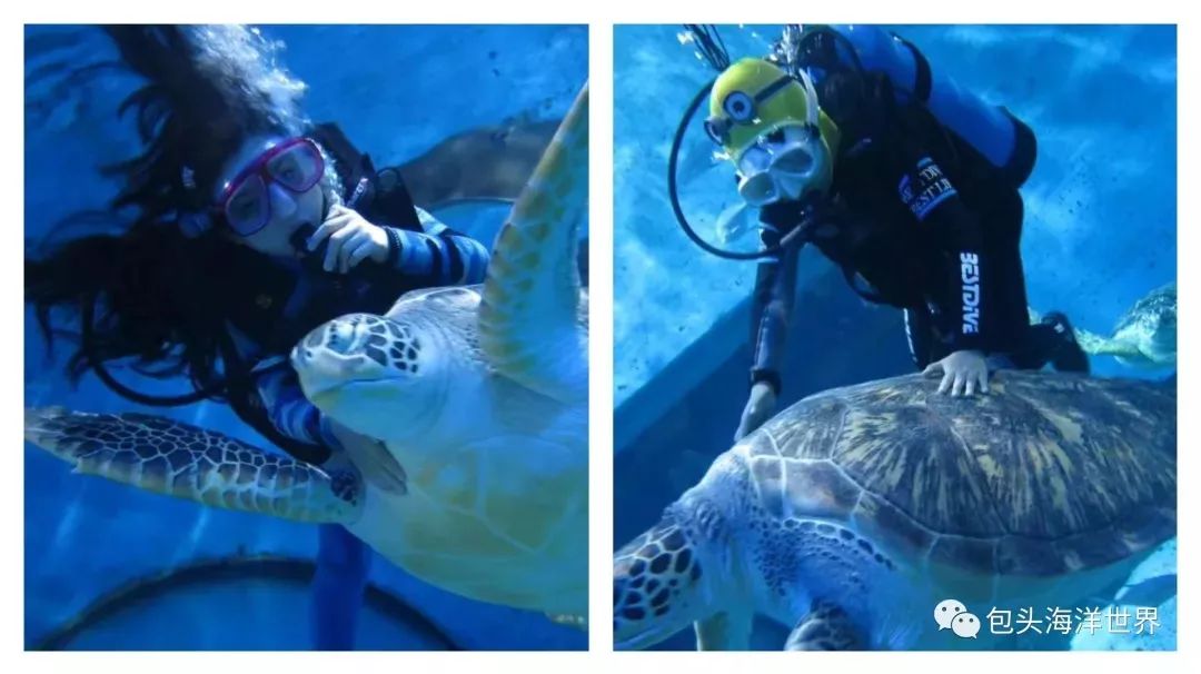 包头海洋世界免费景点,包头海洋动物海底世界门票