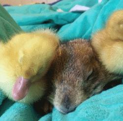 黏人的土拨鼠,黏人可爱会撒娇的动物