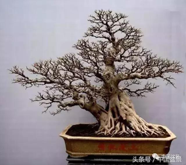 榕树盆景欣赏,欣赏盆景的感受句子