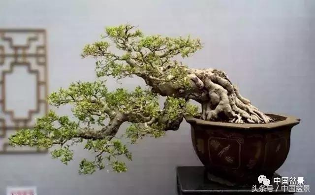 榕树盆景欣赏,欣赏盆景的感受句子