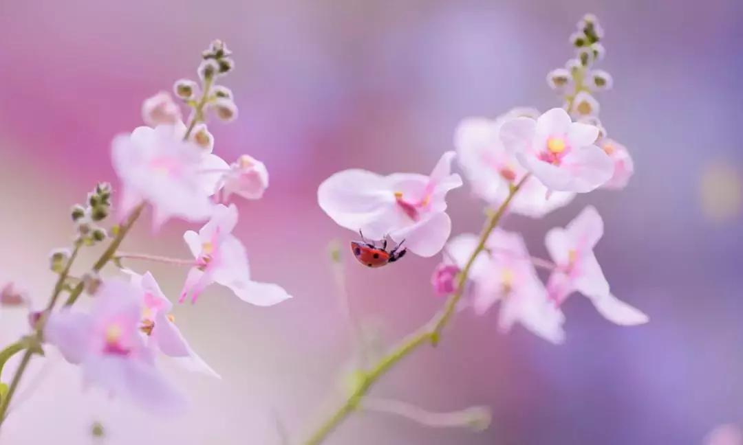 做个花心的女人视频,做个花心的女人歌曲