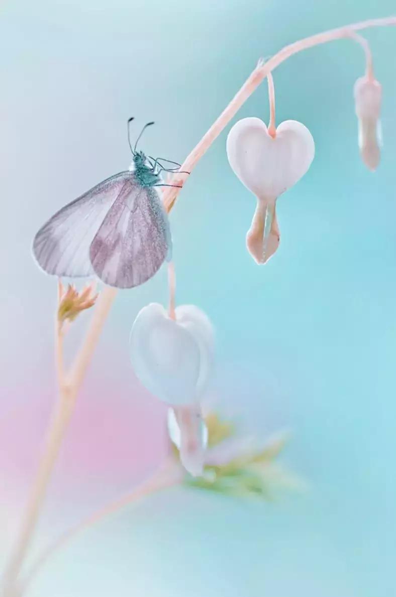 做个花心的女人视频,做个花心的女人歌曲