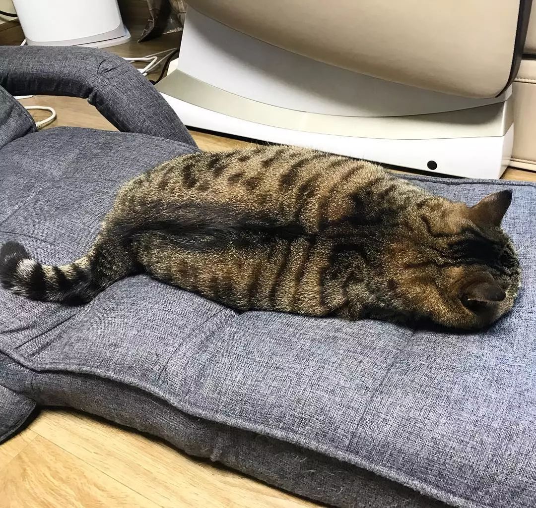 看着这只胖得圆滚滚的喵星人，想到了现在看世界杯天天吃夜宵的我