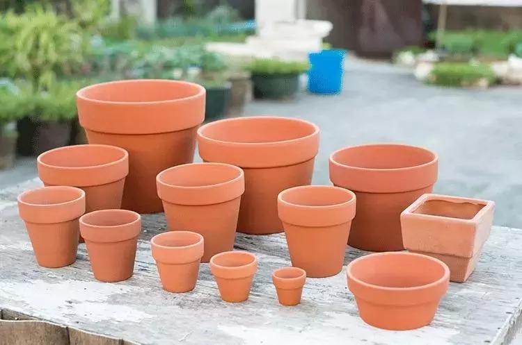 自己在家就能学会的花盆,不要花盆怎么养花