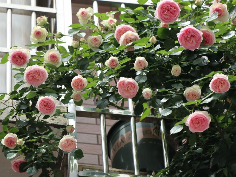 月季花蕾垂头怎么治,月季新芽萎蔫脱叶黑杆怎么养护