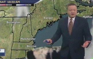 “带狗上班日”这只警犬就带着它的宠物狗狗来上班了……