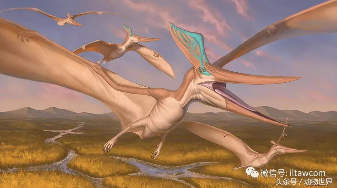 方舟无齿翼龙驯服教程,无齿翼龙有翅膀吗