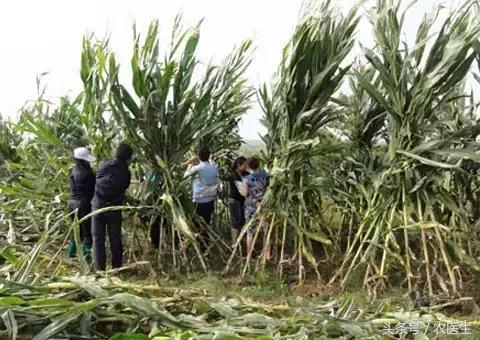 玉米倒伏的最佳解决方法,玉米倒伏补救最快方法