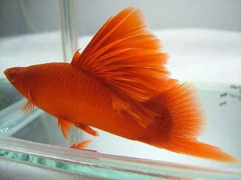 红箭观赏鱼的寿命,养的红箭鱼为何隔几天死一条