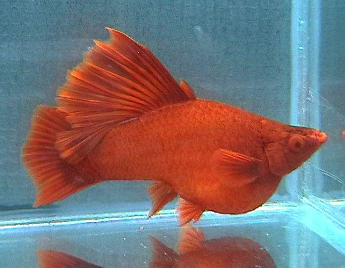 红箭鱼苗怎么喂食,红箭鱼苗存活率太低