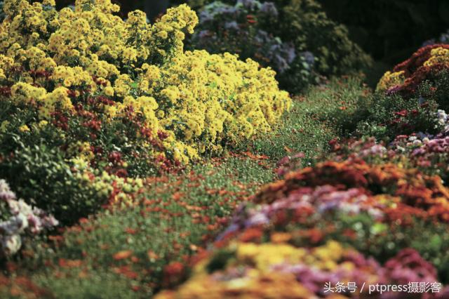 华为手机怎么拍花的技巧,春天拍花的必备技巧是什么