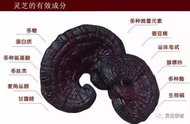 灵芝服用多久能够见效呢,灵芝泡水治失眠多久见效