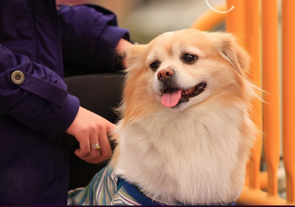 狗狗爆冲乱跑怎么纠正,狗狗见到其他狗爆冲怎么制止