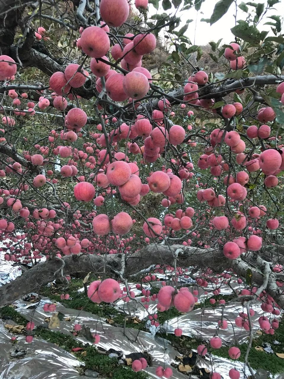 瓦房店真是个好地方,爱上大连这座城