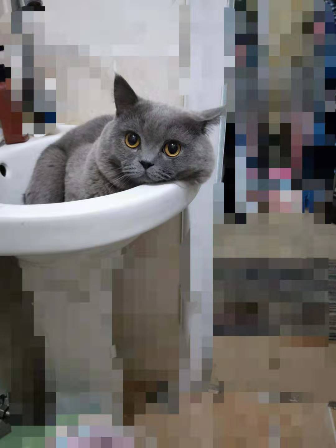 猫鼻支还可以养其它猫吗,猫鼻支还可以养别的猫吗