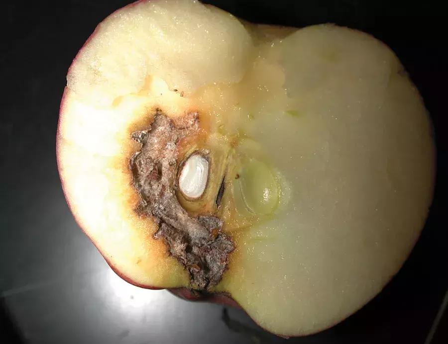 桃子里红色的小虫子是什么,桃子里的白色小虫是什么虫子