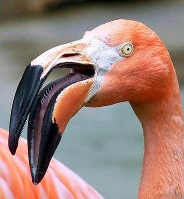 侏罗纪恐龙模型霸王龙,霸王龙恐龙骨架模型可变换原型