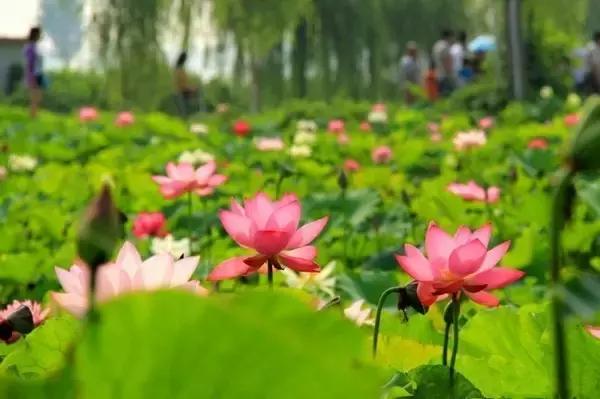 洛阳夏天一日游必去的地方景点,洛阳一日游适合去哪