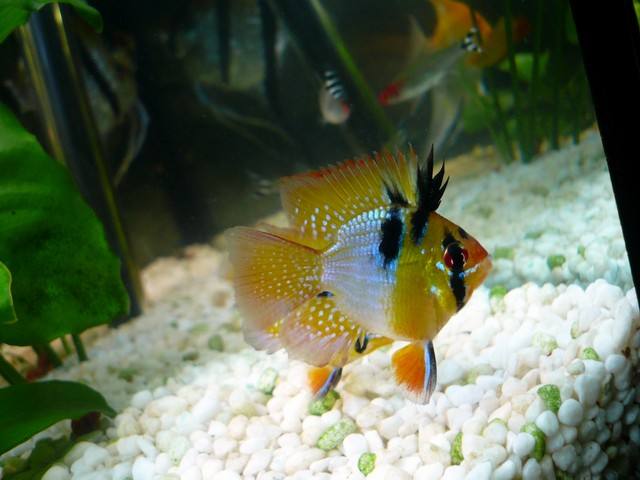 如何确定鱼缸的硝化菌培养好了,上过滤鱼缸如何培养硝化菌