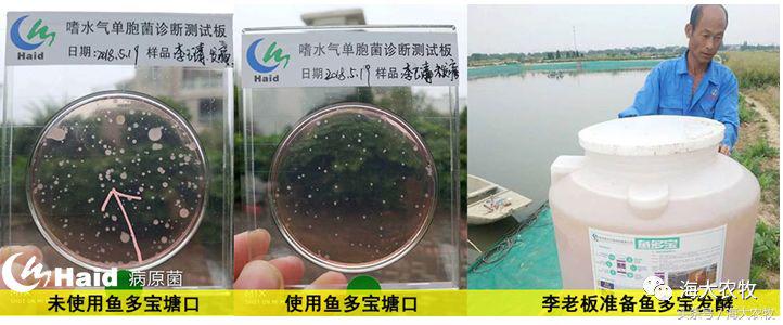 如何解决鱼生病的问题,鱼老死怎么治疗最好