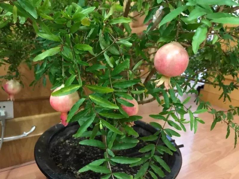 水果核丢花盆发芽了,水果籽呛到肺里去发芽了