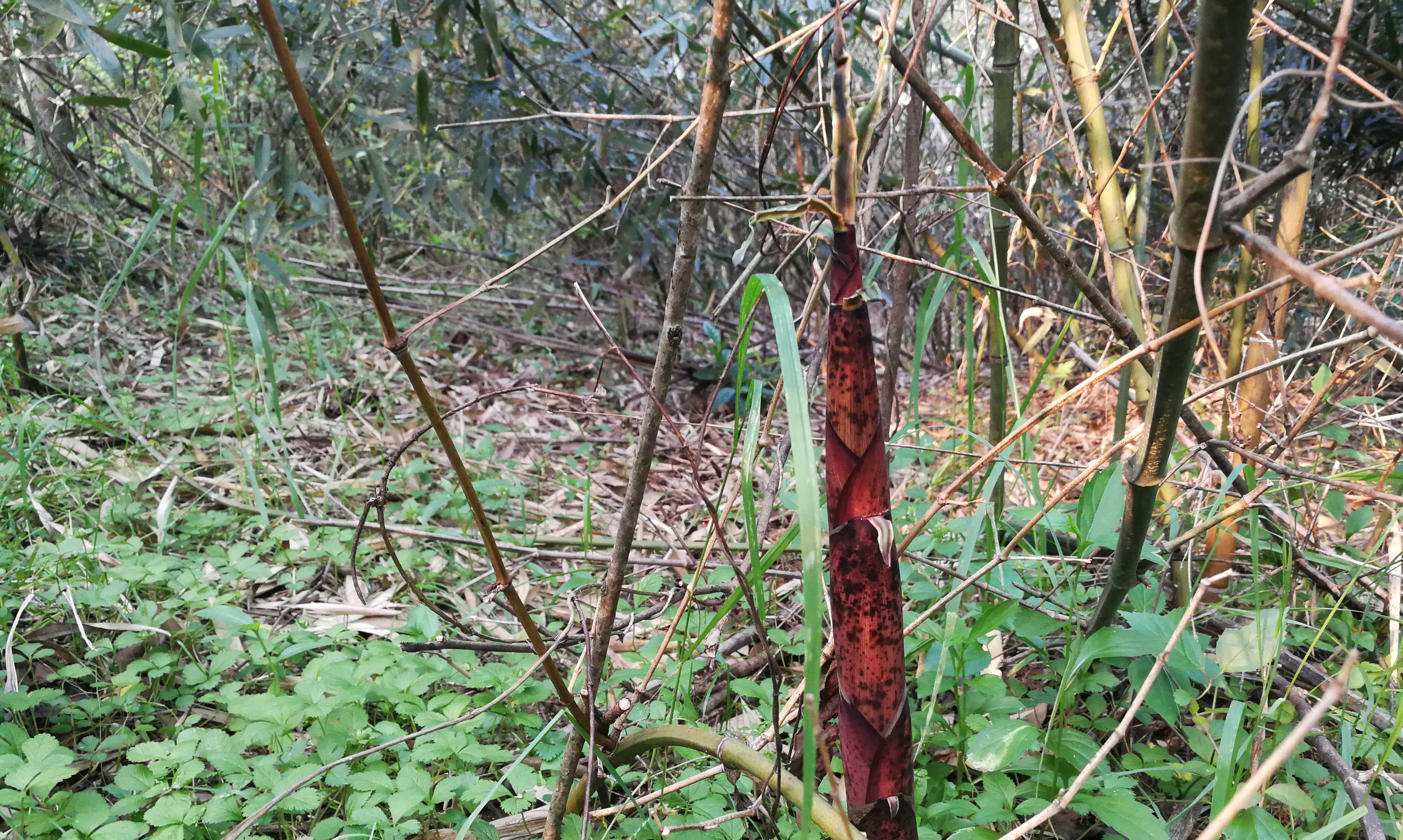 笋中的贝克汉姆,安吉天目山石笋,鲜美无比