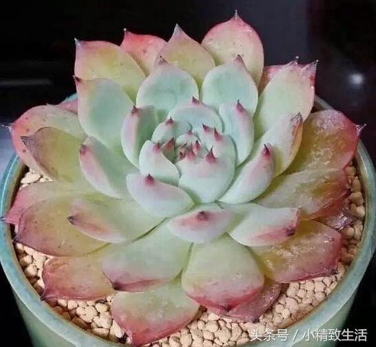 多肉叶片化水了怎么补救,多肉叶片化水了怎么处理