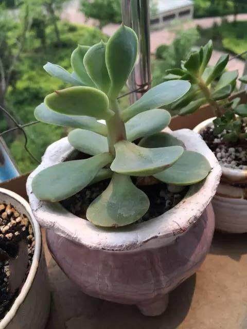 红稚莲多肉里面有虫怎么办,多肉植物的七种病虫害