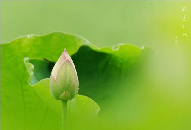 上海有哪些公园可以赏花,上海现在有哪些公园可观赏到荷花