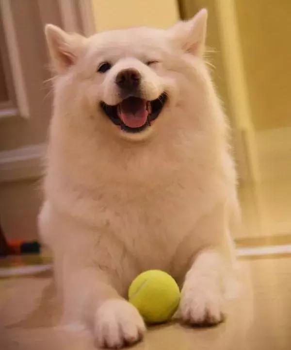 狗狗一下子吃太多狗粮怎么办,狗狗一下子吃太多了怎么办