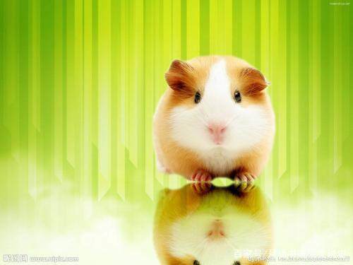 天生爱财的生肖,天生有野心的生肖