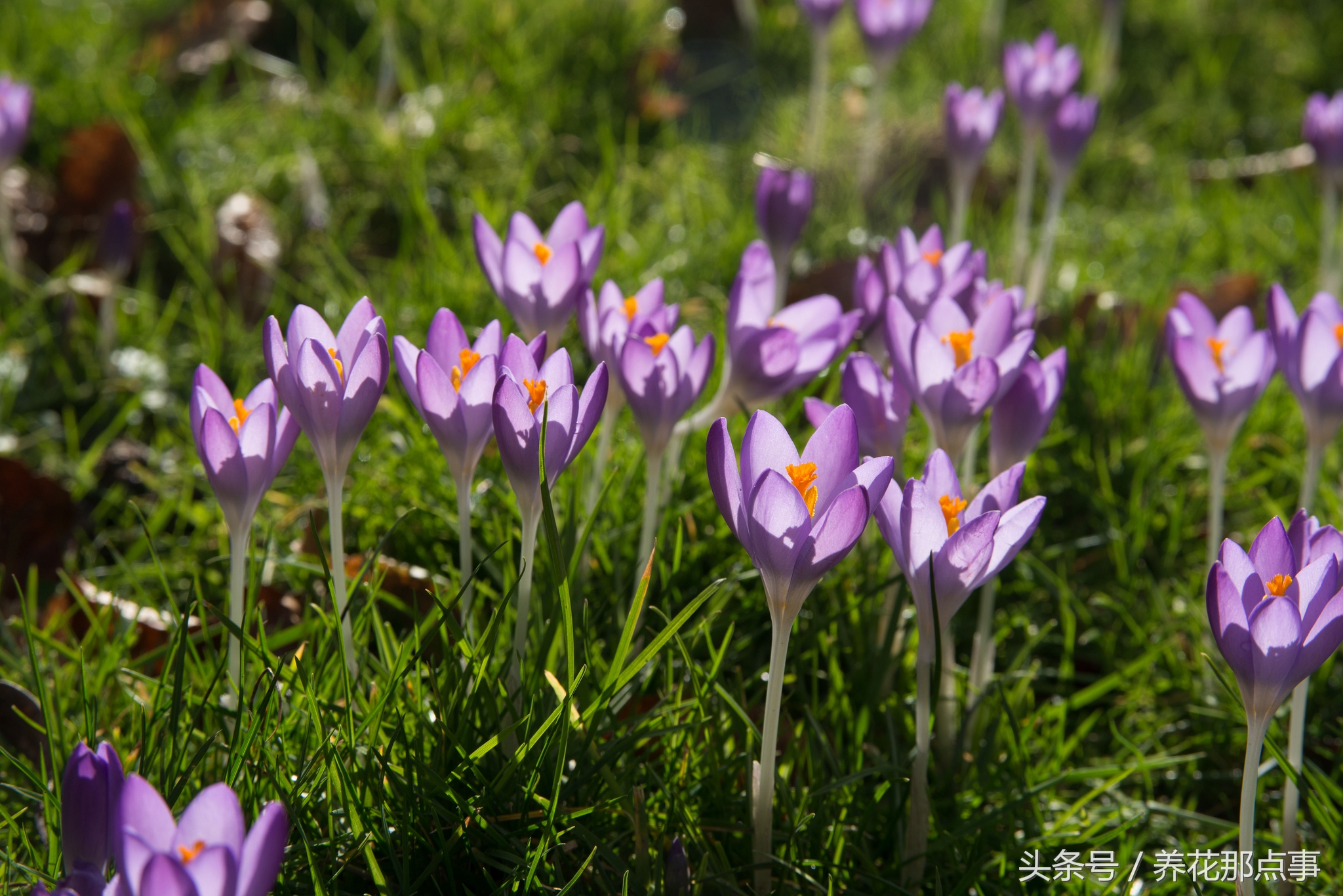 什么是真正的藏红花,藏红花普通和顶级的区别