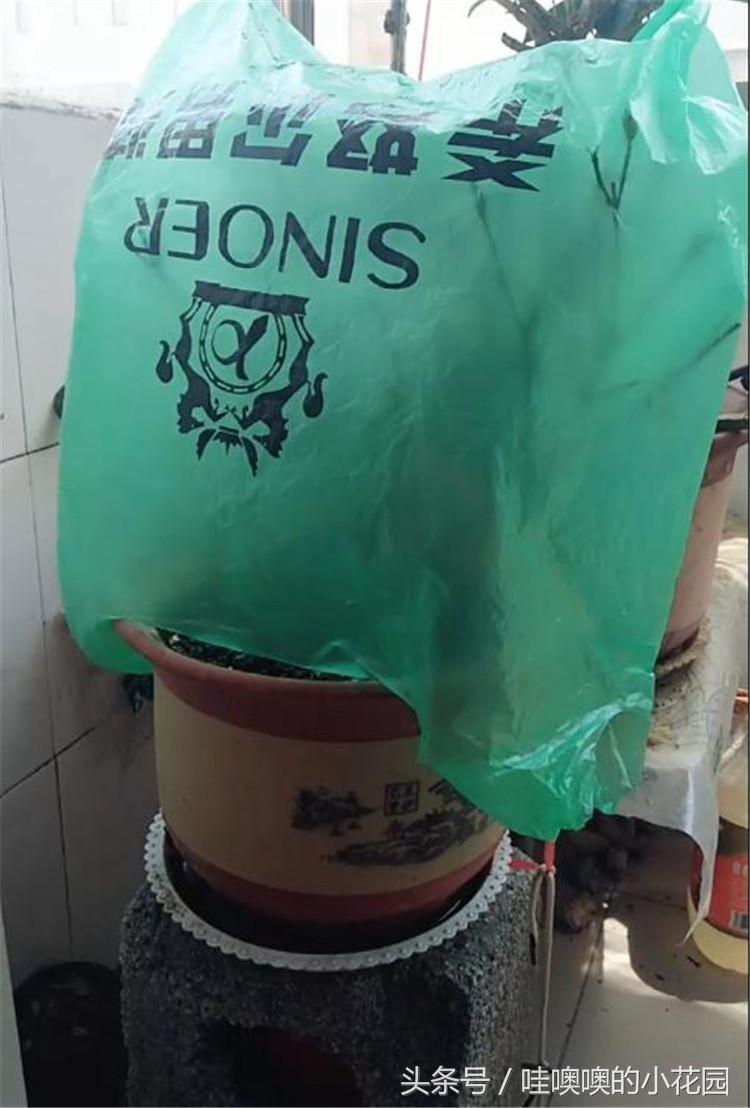 栀子黄叶枯萎花落,栀子过冬叶子全部脱落还能活