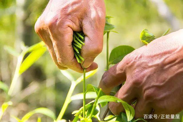 鑼跺懗鍦ㄥ績浜虹敓濡傝尪,鑼跺懗鍦ㄥ績娣卞害瑙ｆ瀽
