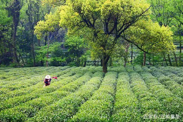 鑼跺懗鍦ㄥ績浜虹敓濡傝尪,鑼跺懗鍦ㄥ績娣卞害瑙ｆ瀽