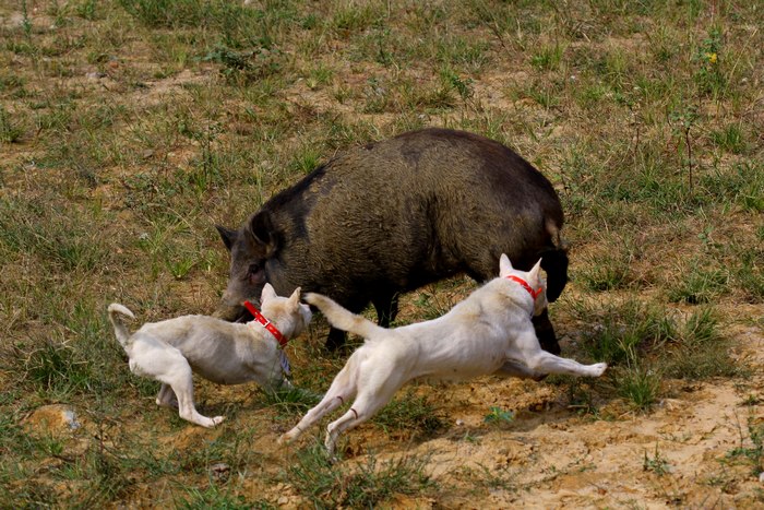 这种犬号称世界第三猎犬,为何不是世界第二猎犬呢