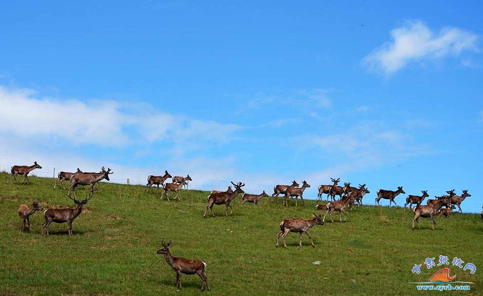 肃南马鹿鹿茸农产品,肃南土特产鹿茸
