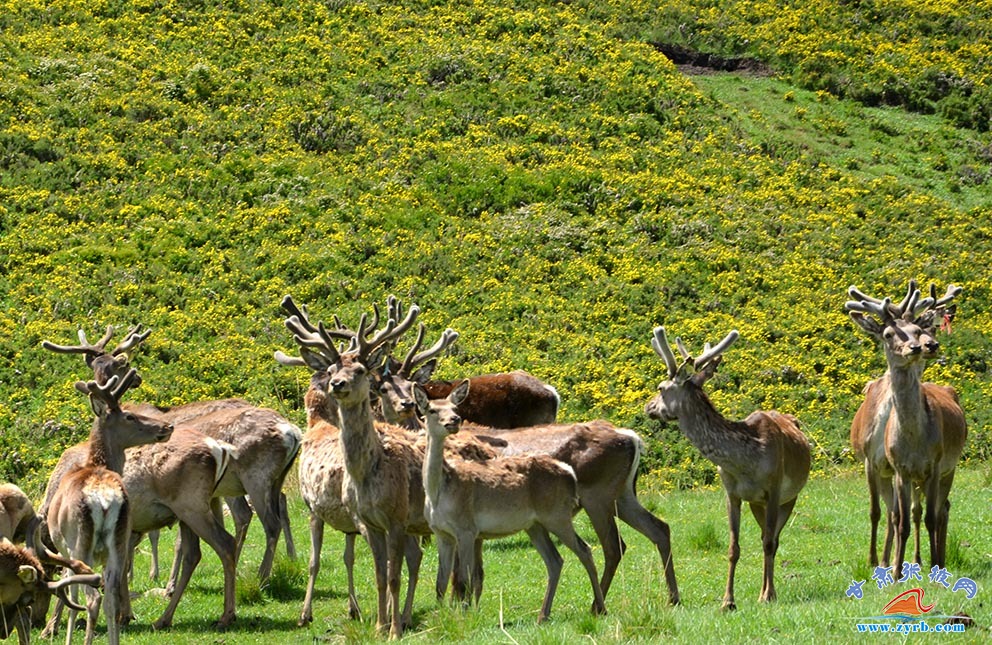 肃南马鹿鹿茸农产品,肃南土特产鹿茸