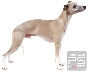 关于世界名狗名犬排行榜,世界名犬狗的品种大全